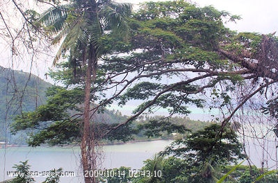 Baie Hotopuu (Raiatea) (I. Société)