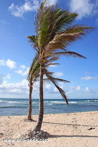 Anse des Galets (La Désirade)