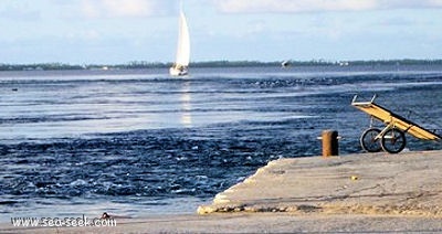 Paeua (Manihi) (Tuamotu)