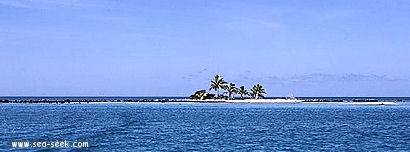 Hiraumahine (Tikehau) (Tuamotu)