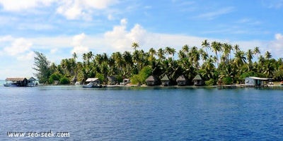 Tetamanu (Fakarava) (Tuamotu)