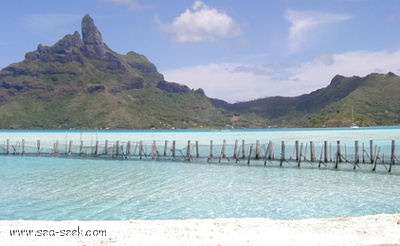 Motu Tupe (Bora Bora)