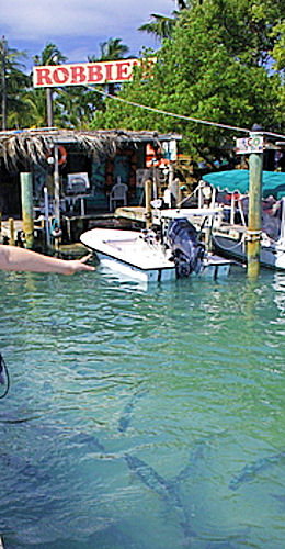 Robbie's Marina (Lower Matecumbe Key)