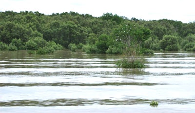 Pulau Kukup (Johor - Malaysia)