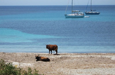 Cala Piscinni (Teulada Sardegna)